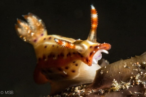 Hypselodoris reidi. The nude vampire. by Mehmet Salih Bilal 
